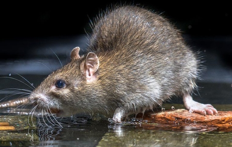 rodent